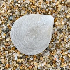Northern Lampshell thumbnail 3