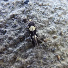 Brymblia quadrimaculella thumbnail 1
