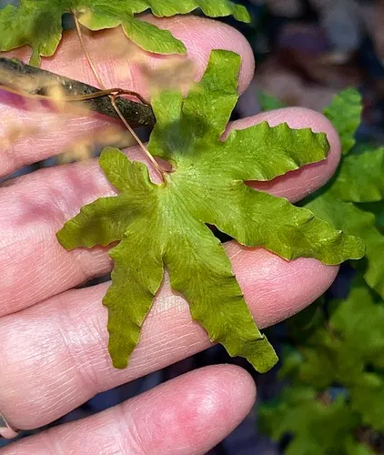 Hartford fern