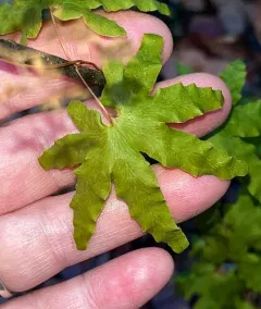 Hartford fern thumbnail 1