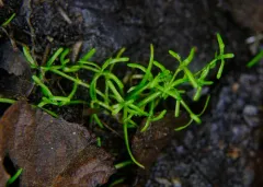 Winged Water-starwort thumbnail 2