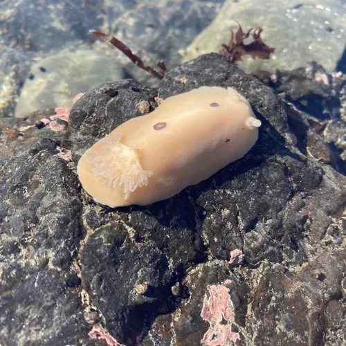 San Diego Dorid