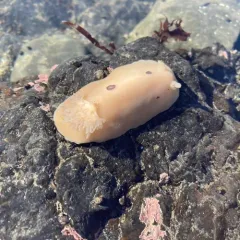 San Diego Dorid thumbnail 1