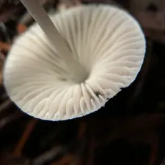 Mycena hudsoniana thumbnail 4