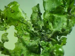 Mastodia tessellata thumbnail 1