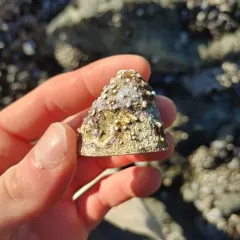 Whitecap Limpet thumbnail 2
