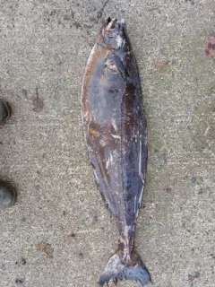 Ragfish thumbnail 3