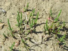 slender glasswort thumbnail 2