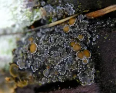 Petaled Shingle Lichen thumbnail 4