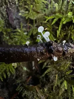 Dewdrop Bonnet thumbnail 2