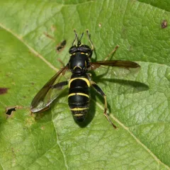 Four-lined Hornet Fly thumbnail 3