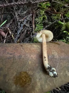 Inocybe assimilata thumbnail 3