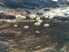 Mycena clavularis thumbnail 3