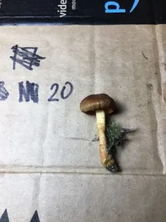 Cortinarius ammiratii thumbnail 3