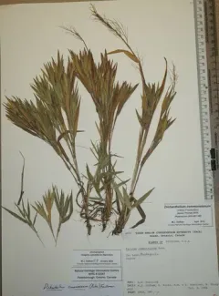 Commons's panic-grass thumbnail 2