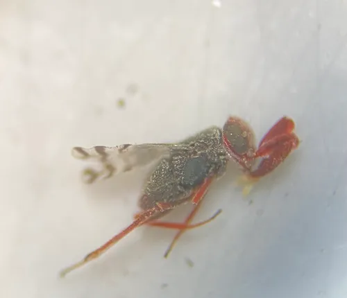 Dicarnosis erythrocephala