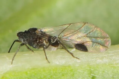 Common dogwood-grass aphid