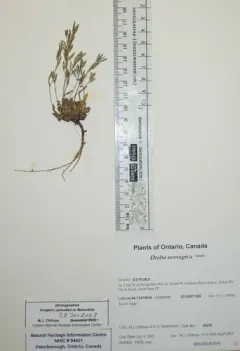 Norwegian Whitlow-grass thumbnail 3