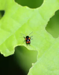 Black and Red Sumac Leaf Beetle thumbnail 2