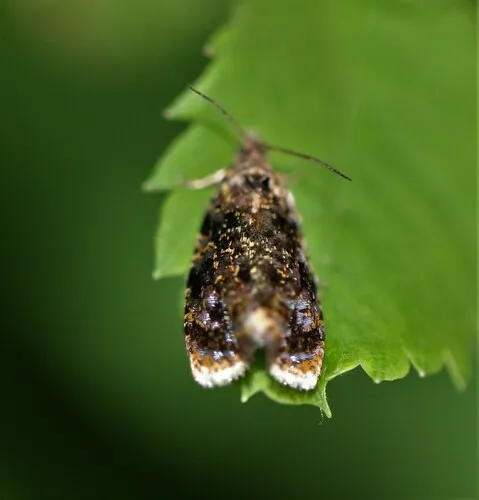 Olethreutes albiciliana