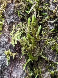 California alsia moss thumbnail 4
