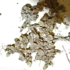Threestamen Waterwort thumbnail 4