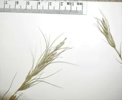 interrupted wild rye thumbnail 3