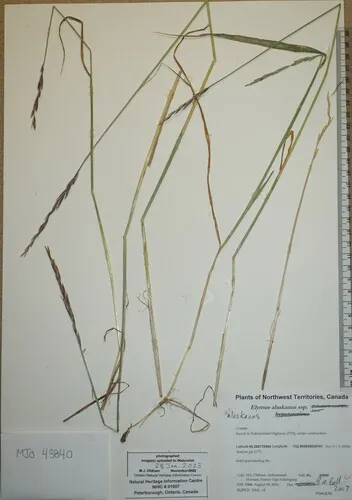 Arctic Wild Rye