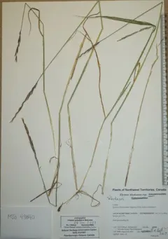 Arctic Wild Rye thumbnail 1