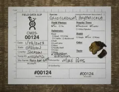 Gliocladium polyporicola thumbnail 3