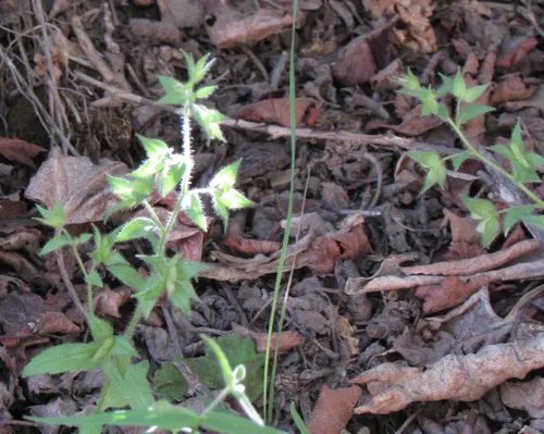 Two-lobe Speedwell