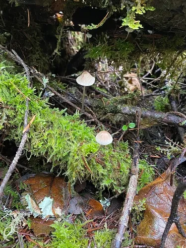 Mycena macrocystidiata