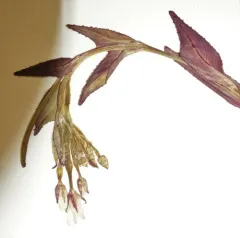 Milkflower Willowherb thumbnail 4