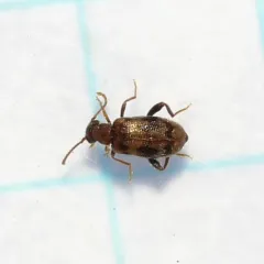 Emelinus melsheimeri thumbnail 1