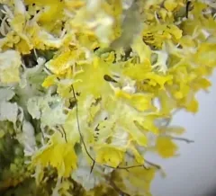Oregon Sunburst Lichen thumbnail 3
