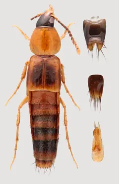 Ischnosoma pictum thumbnail 2