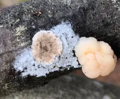 Bleeding Conifer Crust thumbnail 4