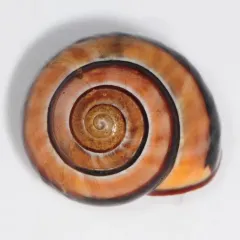 Brown-lipped Snail thumbnail 2