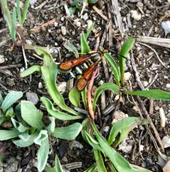 Synanthedon chrysidipennis thumbnail 2