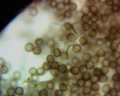 Lamproderma scintillans thumbnail 2