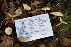Clitocybe idahoensis thumbnail 1