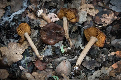 Cortinarius leucopus