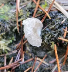 Arrhenia subglobisemen thumbnail 4