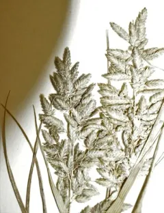 stinkgrass thumbnail 3
