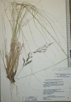 African love grass thumbnail 3
