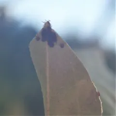 Winter tick thumbnail 2
