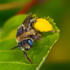 Drury's Long-horned Bee thumbnail 2