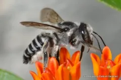 Texas Leafcutter Bee thumbnail 5