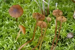 Galerina angustifolia thumbnail 2