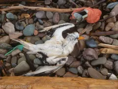 White-tailed Tropicbird thumbnail 2
